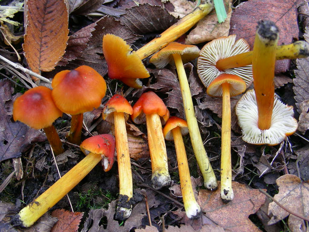 Hygrocybe conica ...